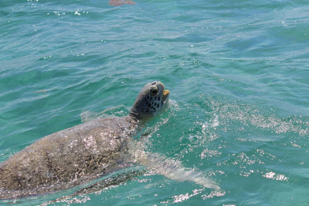 Schildkröte Gili Trawangan