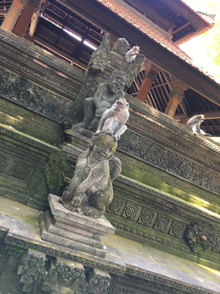 Affen beim Tempel in Ubud